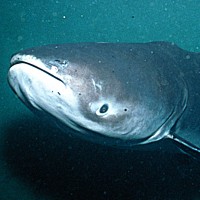 Mekong giant catfish (Pangasianodon gigas)