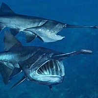 Mississippi paddlefish (Polyodon spathula)