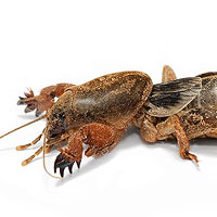 Mole Cricket (Gryllotalpidae)