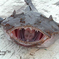 Monkfish (Lophius piscatorius)