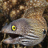 Moray Eel (Gymnothorax)