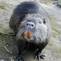 Muskrat (Ondatra zibethicus)