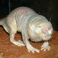 Naked Mole Rat (Heterocephalus glaber)