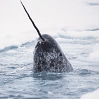 Narwhal (Monodon monoceros)