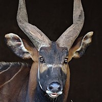 Nyala (Tragelaphus angasii)