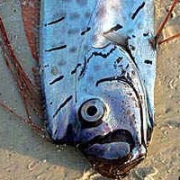 Oarfish (Regalecus)