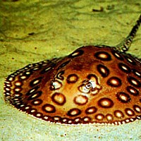 Ocellate River Stingray (Potamotrygon motoro)