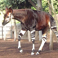 Okapi (Okapia johnstoni)