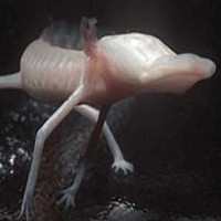 Olm (Proteus anguinus)