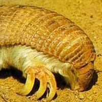 Pink Fairy Armadillo (Chlamyphorus truncatus)