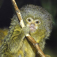 Pigmy Marmoset (Callithrix Pygmaea)