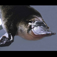 Platypus (Ornithorhynchus anatinus)