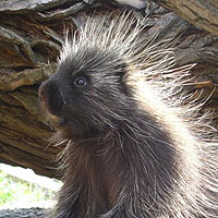 Porcupine (Erethizon Dorsatum)