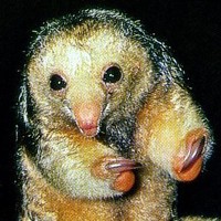 Australian Possum (Marsupial)