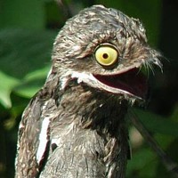 Great Potoo (Nyctibius grandis)