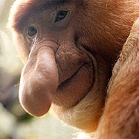 Proboscis Monkey (Nasalis larvatus)