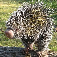 Prehensile-tailed Porcupine (Coendous)
