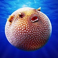 Puffer Fish (Tetraodontidae)