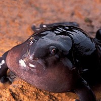 Purple Frog (Nasikabatrachus sahyadrensis)