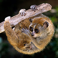 Pygmy Slow Loris (Nycticebus pygmaeus)