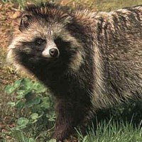 Racoon Dog (Nyctereutes procyonoides)