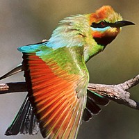 Rainbow Bee Eater (Merops ornatus)