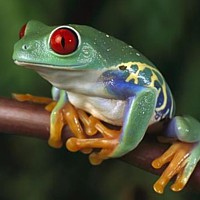 Red Eyed Tree Frog (Agalychnis callidryas)