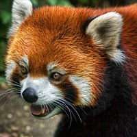 Red Panda (Ailurus fulgens)