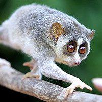 Red Slender Loris (Loris tardigradus)