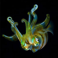 Reef Squid (Sepioteuthis sepioidea)