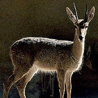 Rhebok (Pelea capreolus)