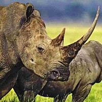 Rhinoceros (Rhinocerotidae)