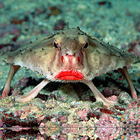 Rosy Lipped Batfish (Ogcocephalus darwini)