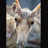 Saiga Antelope (Saiga tatarica)