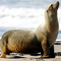 Sea Lion (Pinniped Otariidae)