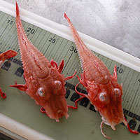 Armoured Sea Robin (Peristedion miniatum)