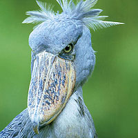 Shoebill or Whalehead (Balaeniceps rex)