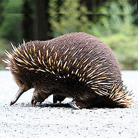 Short Beaked Echidna (Tachyglossus)