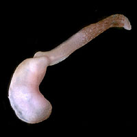 Sipuncula (Sipuncula)