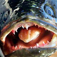 Snakehead fish (Channa micropeltes)