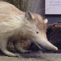 Solenodon (Solenodontidae)