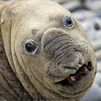 Southern Sea Lion (Otaria flavescens)