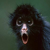 Spider Monkey (Ateles Geoffroyi)