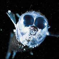 Spookfish (Winteria telescopa)