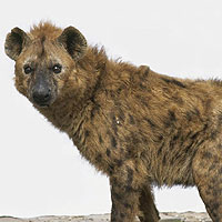 Spotted Hyena (Crocuta Crotua)