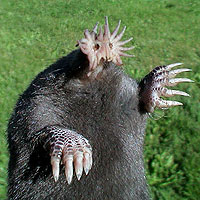 Star-nosed Mole (Condylura cristata)