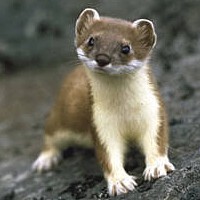 Stoat (Mustela erminea)