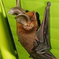 Suckerfooted Bat (Myzopoda aurita)