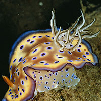 Sulu Sea Nudibranch (Chromodoris Kuniei)