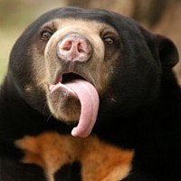 Sun Bear (Helarctos malayanus)